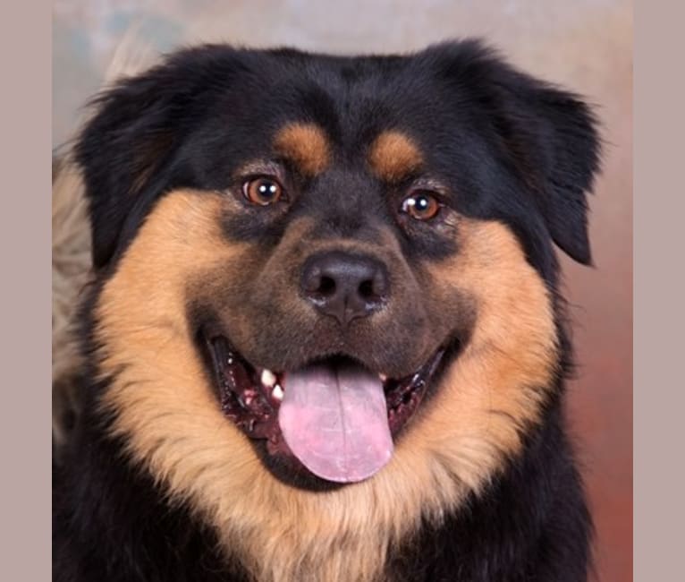 Henry, a Chow Chow and Rottweiler mix tested with EmbarkVet.com