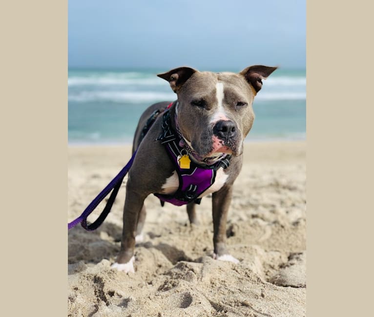 Ariel, an American Bully tested with EmbarkVet.com