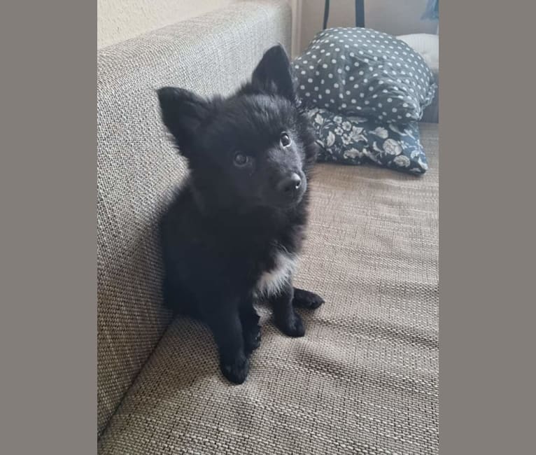 Embark Dog DNA Test Breed