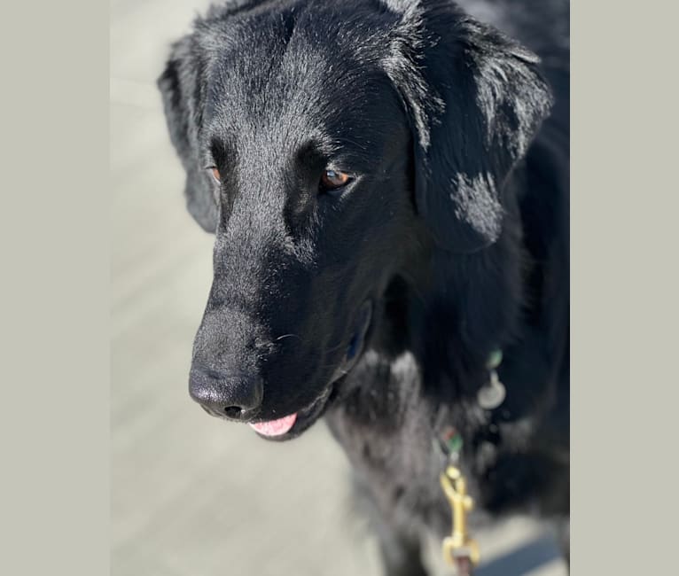 MuddyFlats Gadsby , call name Tarn, a Flat-Coated Retriever tested with EmbarkVet.com