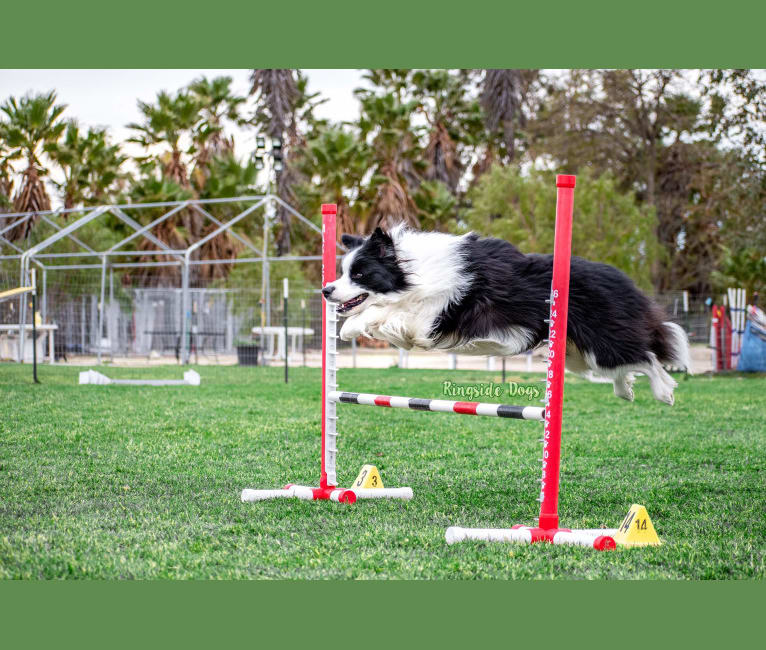 Photo of Crown, a Border Collie  in Bryan, TX, USA
