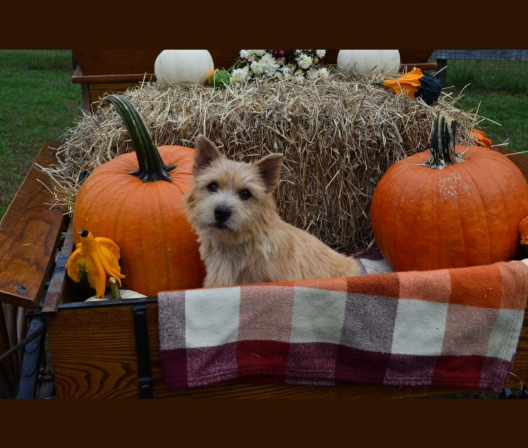 Lucy, a Norwich Terrier tested with EmbarkVet.com