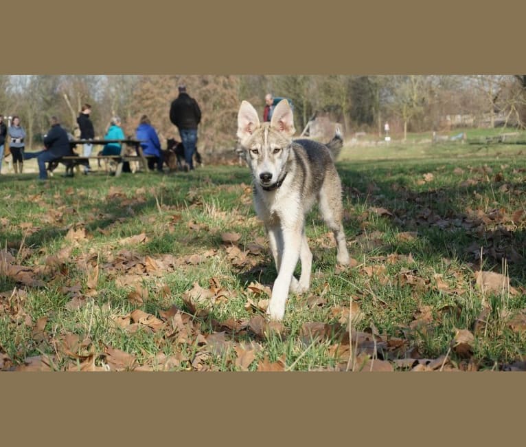 coyote husky mix puppies