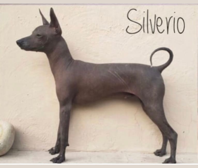 Silverio, a Xoloitzcuintli tested with EmbarkVet.com