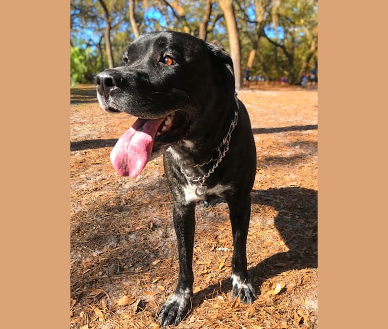 Hank, a Saint Bernard and Cane Corso mix tested with EmbarkVet.com