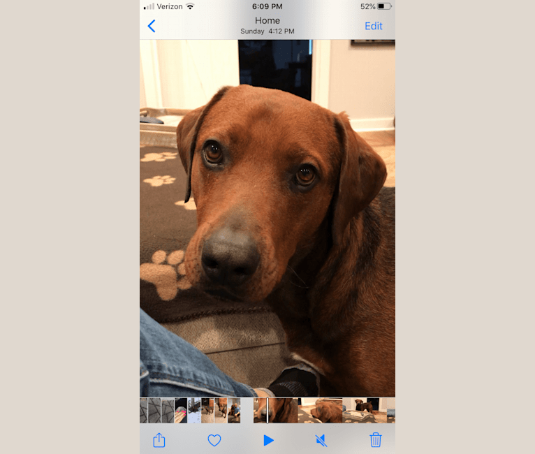 Redbone coonhound rottweiler mix best sale