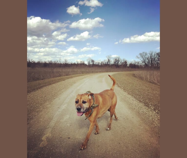 Bodhi, a Boxer and Staffordshire Terrier mix tested with EmbarkVet.com
