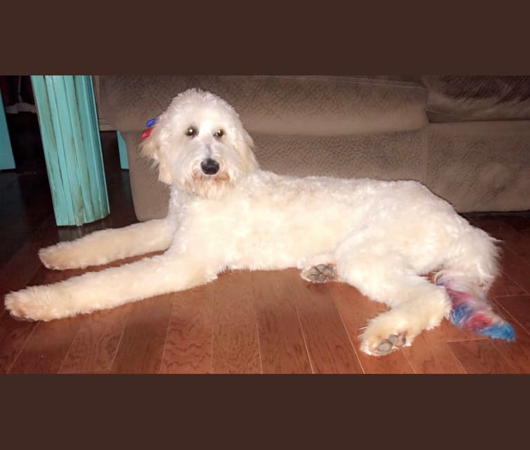 Poppie, a Poodle (Standard) tested with EmbarkVet.com