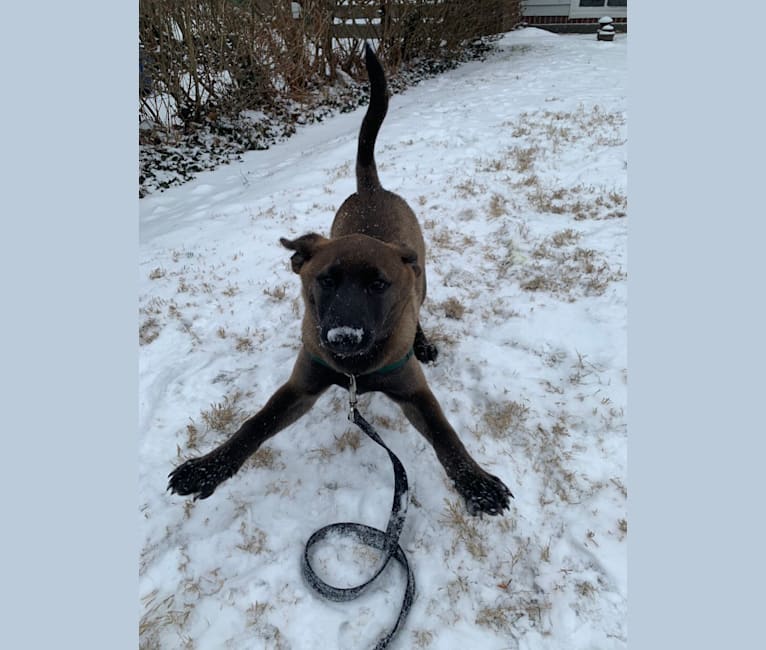 Gracie, an American Pit Bull Terrier and Labrador Retriever mix tested with EmbarkVet.com