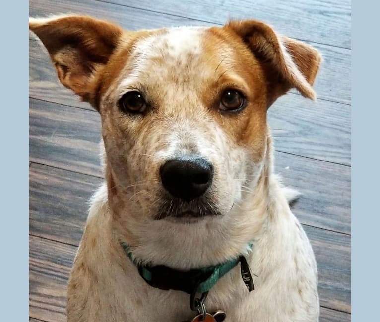 Ginger, an American Pit Bull Terrier and Australian Cattle Dog mix tested with EmbarkVet.com