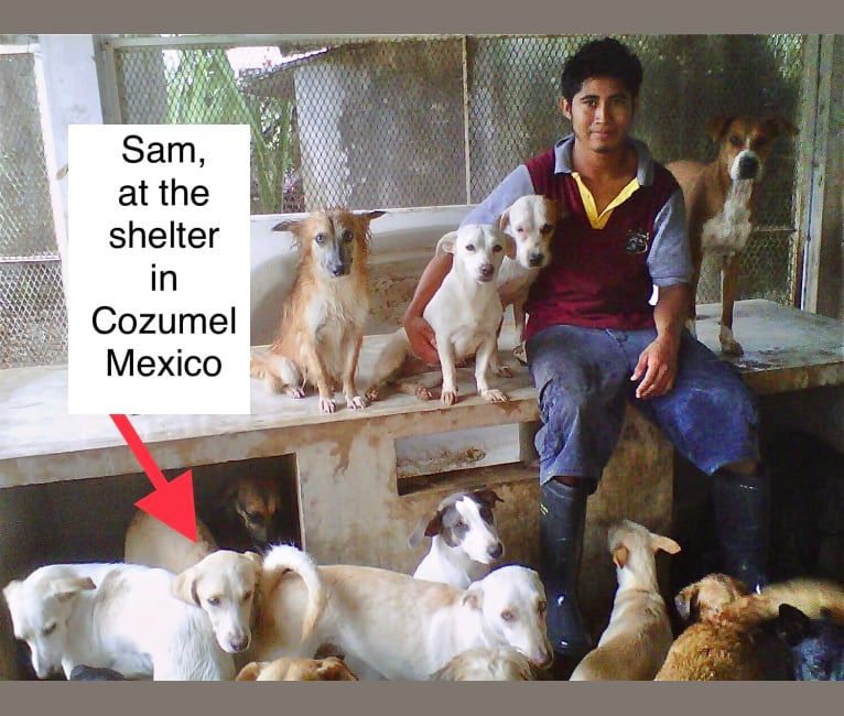 Photo of Sam, an American Village Dog  in Cozumel, Mexico