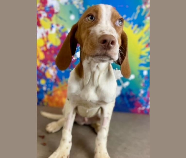Texie, a Pointer and Llewellin Setter mix tested with EmbarkVet.com