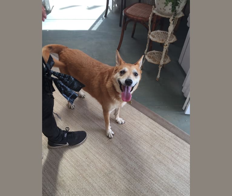 Bella, an Australian Cattle Dog and American Eskimo Dog mix tested with EmbarkVet.com