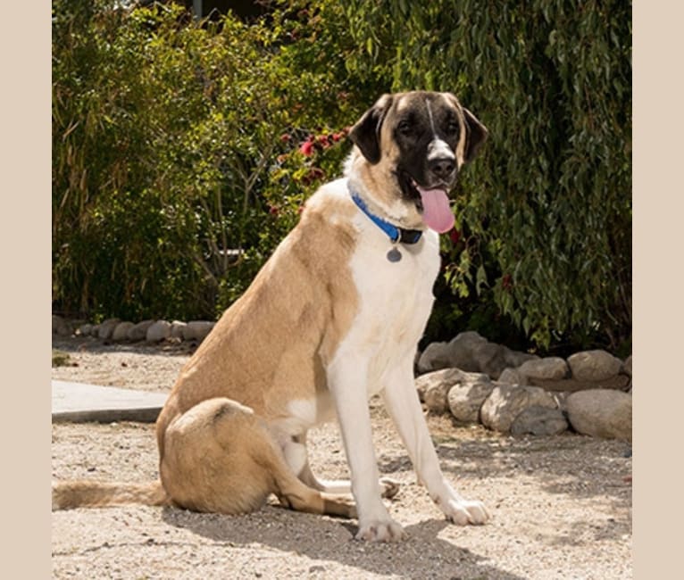 Barrett, an Anatolian Shepherd Dog tested with EmbarkVet.com