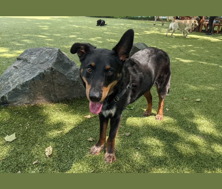 Buster, an Australian Cattle Dog and American Eskimo Dog mix tested with EmbarkVet.com