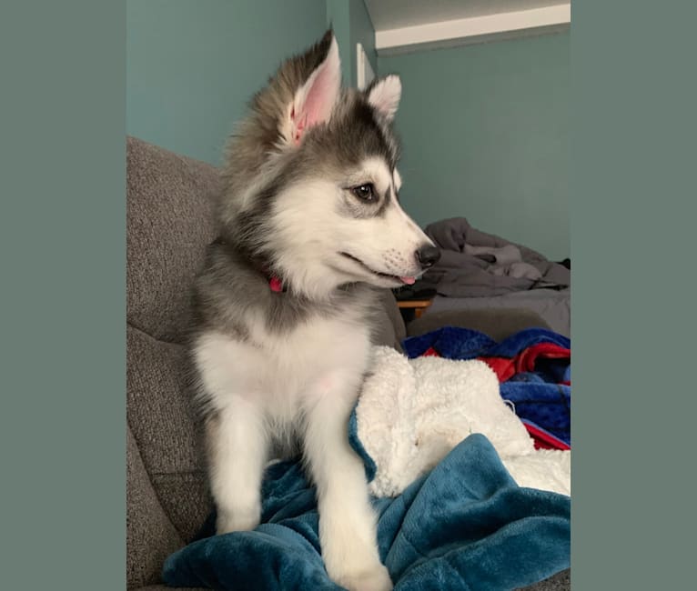 Dharma, an American Eskimo Dog and Siberian Husky mix tested with EmbarkVet.com