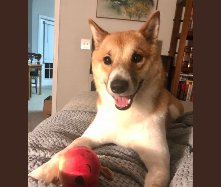 Logan, a Shiba Inu tested with EmbarkVet.com