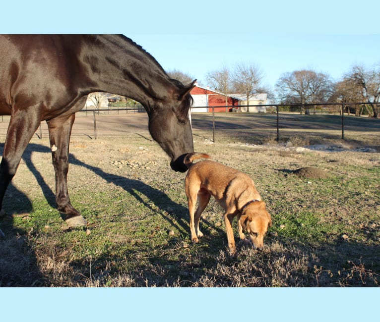 Daisy, a Labrador Retriever and Rottweiler mix tested with EmbarkVet.com