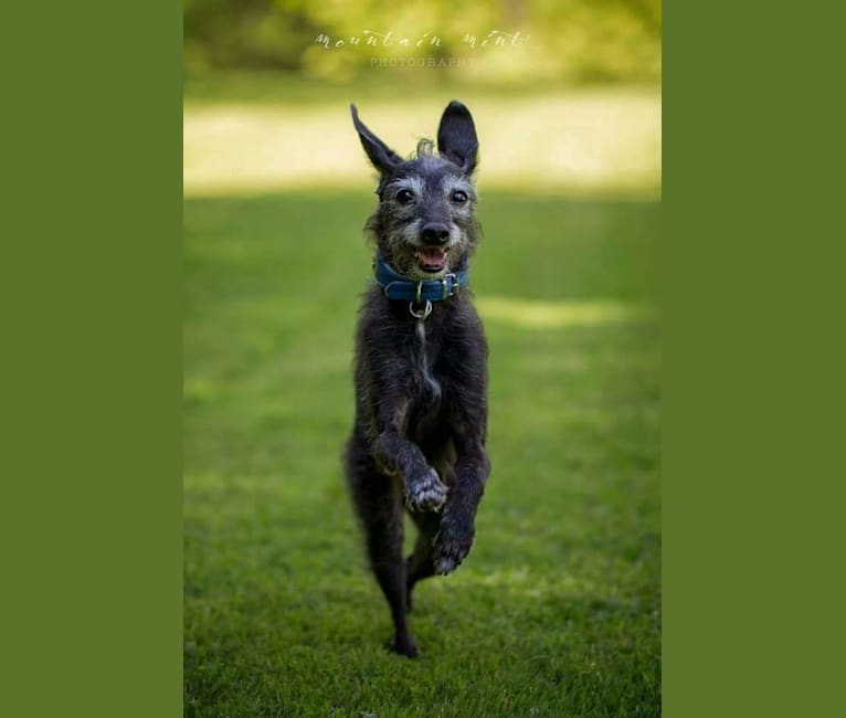 Italian greyhound cross poodle best sale