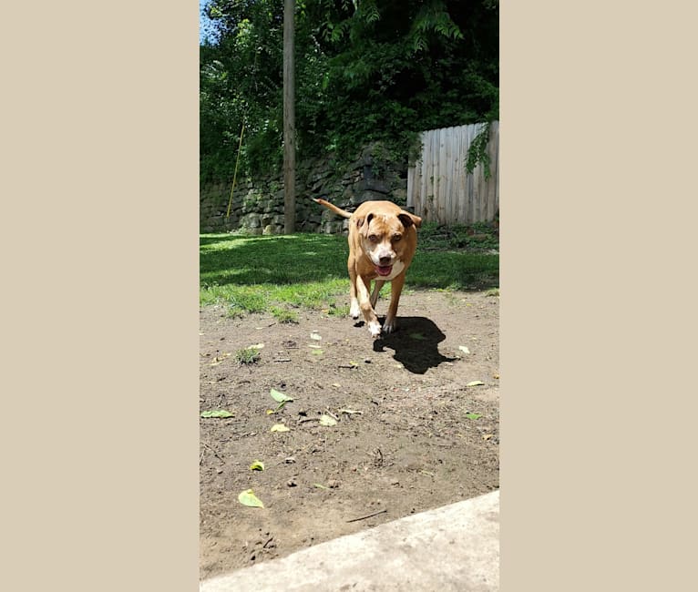 Buttercup, an American Pit Bull Terrier and Labrador Retriever mix tested with EmbarkVet.com