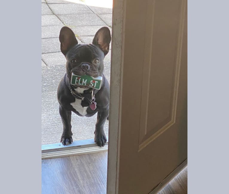 brinx, a French Bulldog tested with EmbarkVet.com