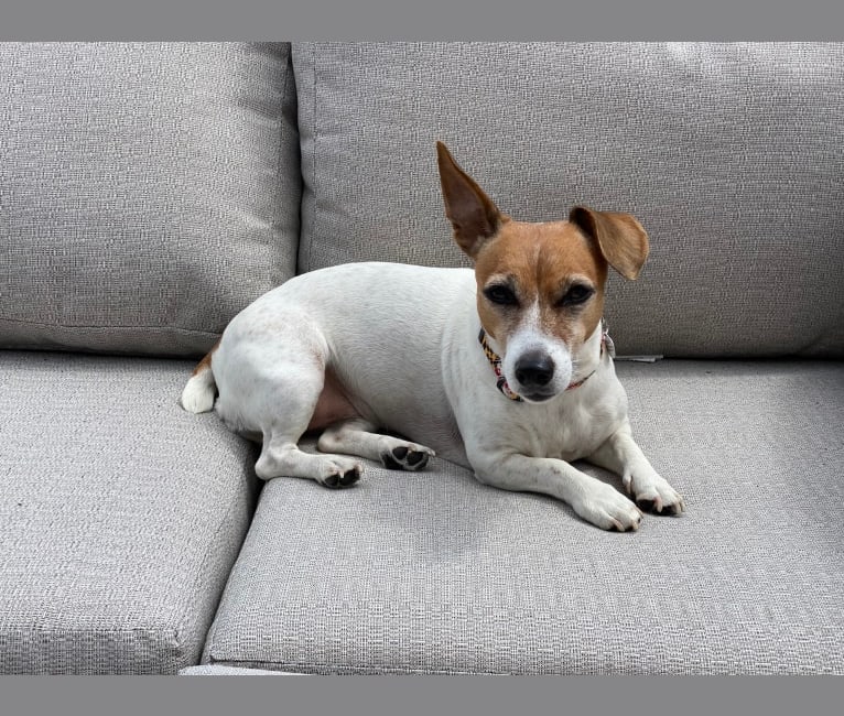 Pollie, a Russell-type Terrier tested with EmbarkVet.com
