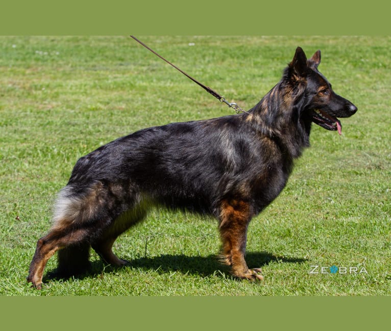Momo, a German Shepherd Dog tested with EmbarkVet.com