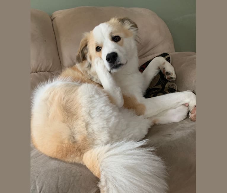 Arlo, a Great Pyrenees and Rottweiler mix tested with EmbarkVet.com