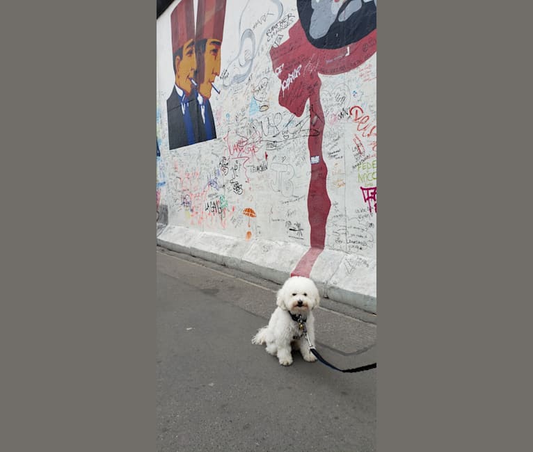 Photo of Petty, a Poodle (Small) and Mixed mix in Tijuana, Baja California, Mexico