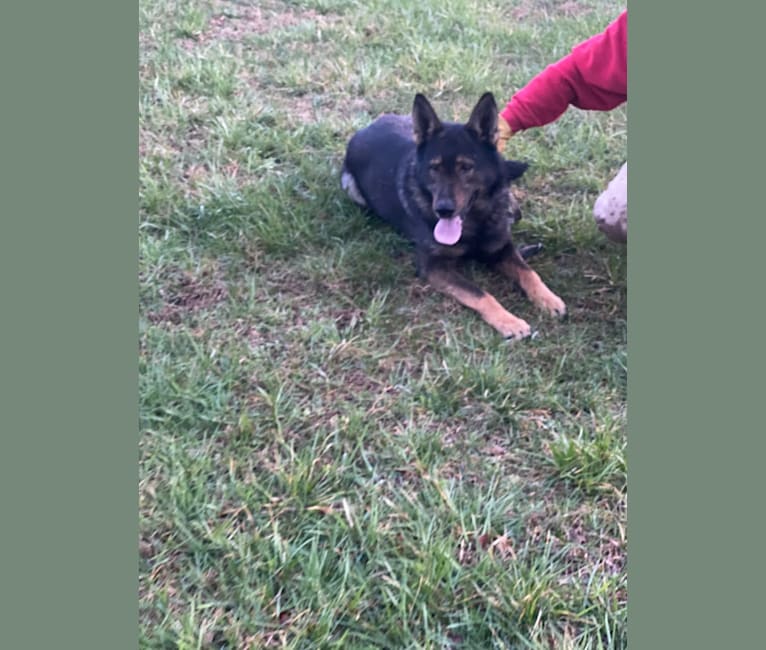 Major, a German Shepherd Dog tested with EmbarkVet.com
