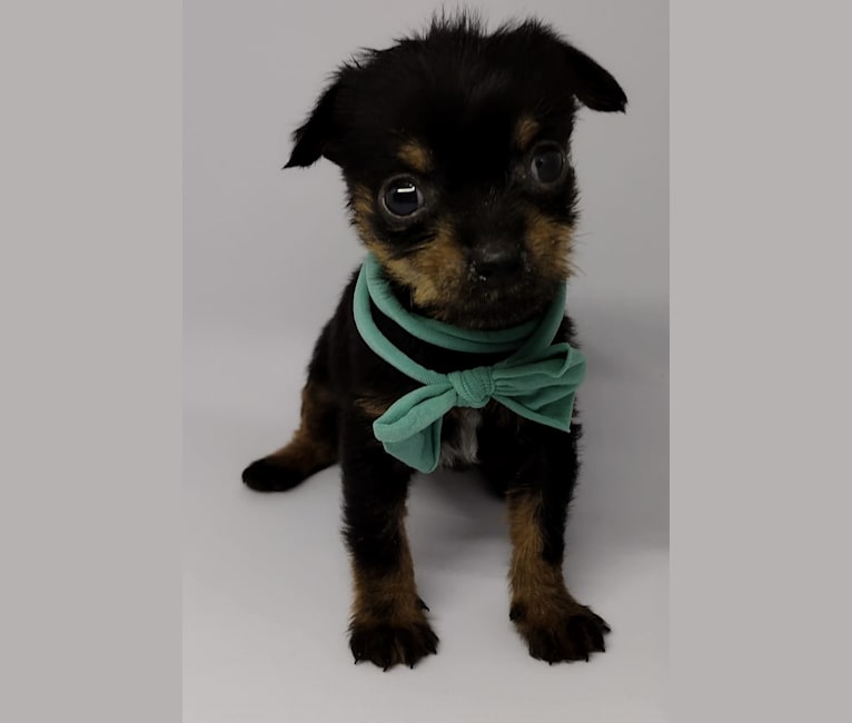 Saejin, a Chihuahua and Rat Terrier mix tested with EmbarkVet.com