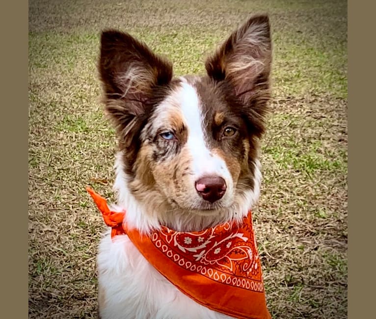 Tessa, an Australian Shepherd tested with EmbarkVet.com