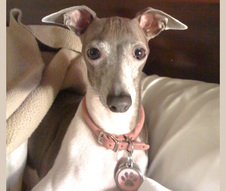 Nik, an Italian Greyhound tested with EmbarkVet.com