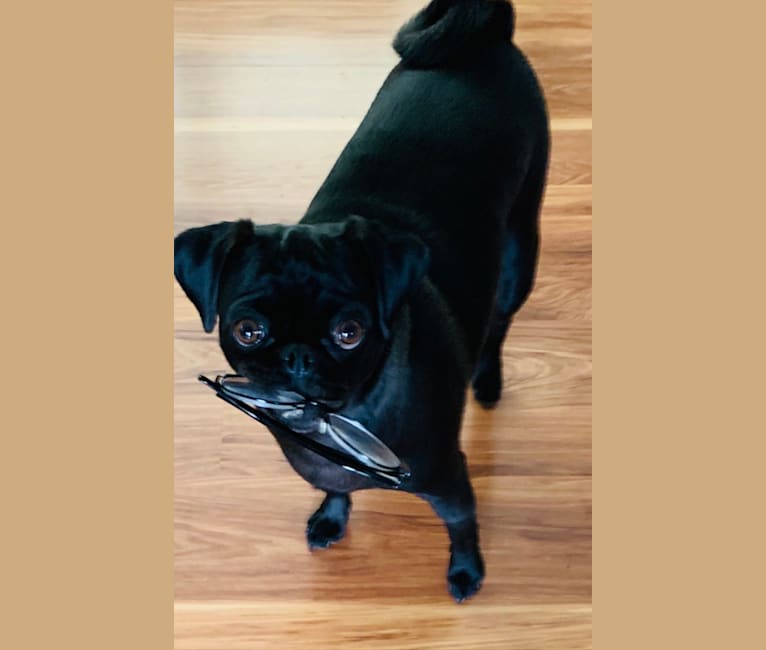 Dipper, a Pug tested with EmbarkVet.com