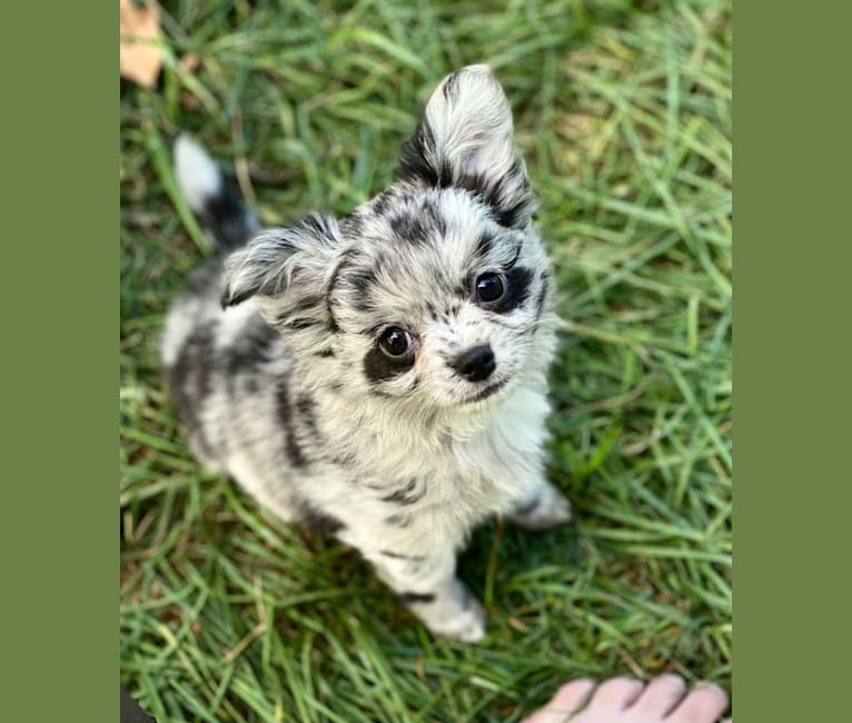 Cookie, a Chihuahua tested with EmbarkVet.com