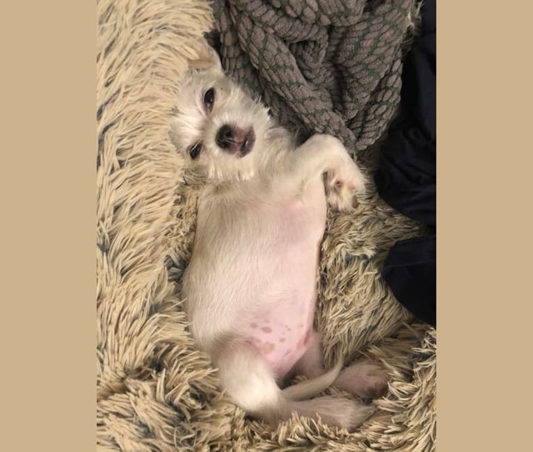 Apollonius, a Shih Tzu and Chihuahua mix tested with EmbarkVet.com
