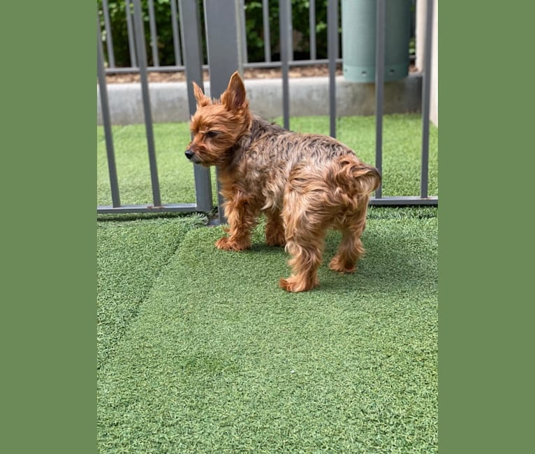 Rory, a Yorkshire Terrier tested with EmbarkVet.com