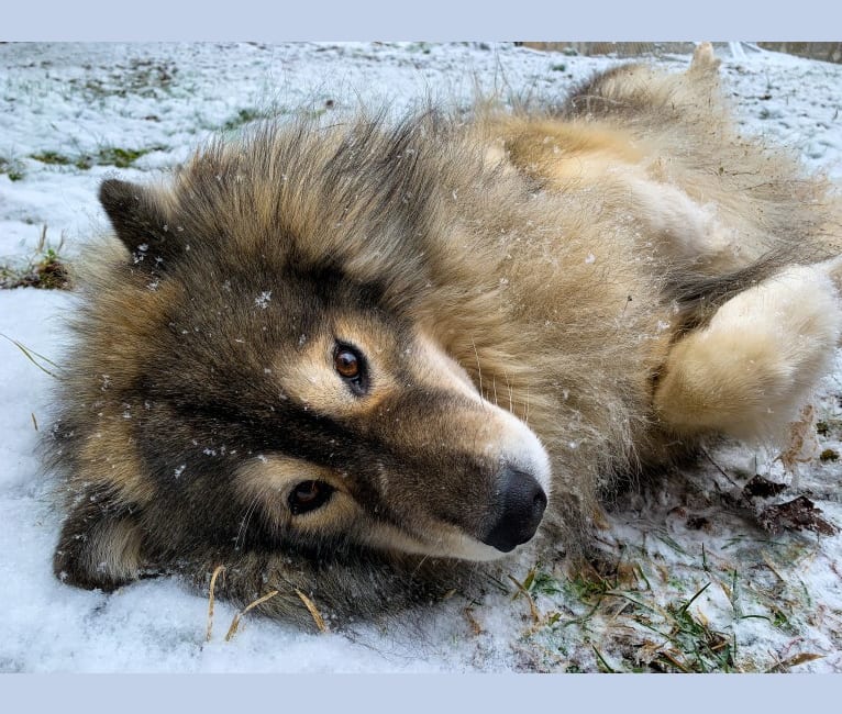Theo, a Siberian Husky tested with EmbarkVet.com