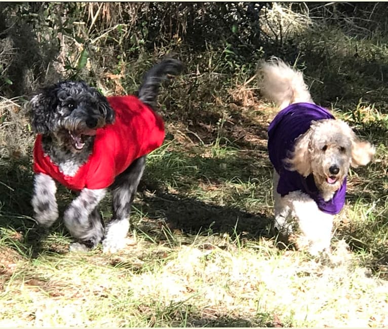 Maggie Mae, a Goldendoodle tested with EmbarkVet.com