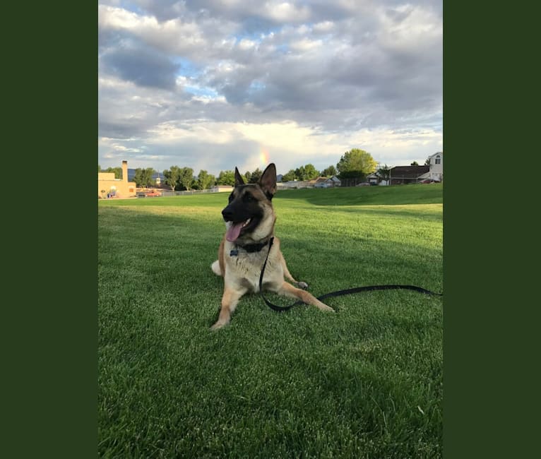 Photo of Aiden, a German Shepherd Dog and Belgian Malinois mix in Hildale, Utah, USA