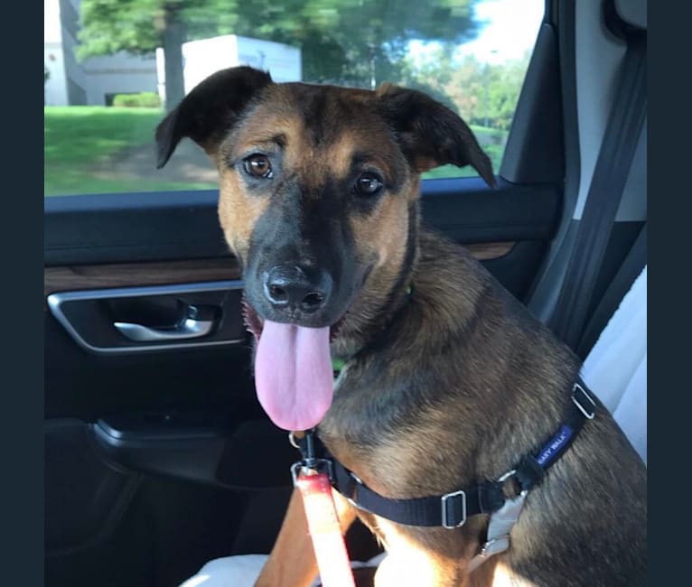 Louie, an Australian Cattle Dog and Labrador Retriever mix tested with EmbarkVet.com