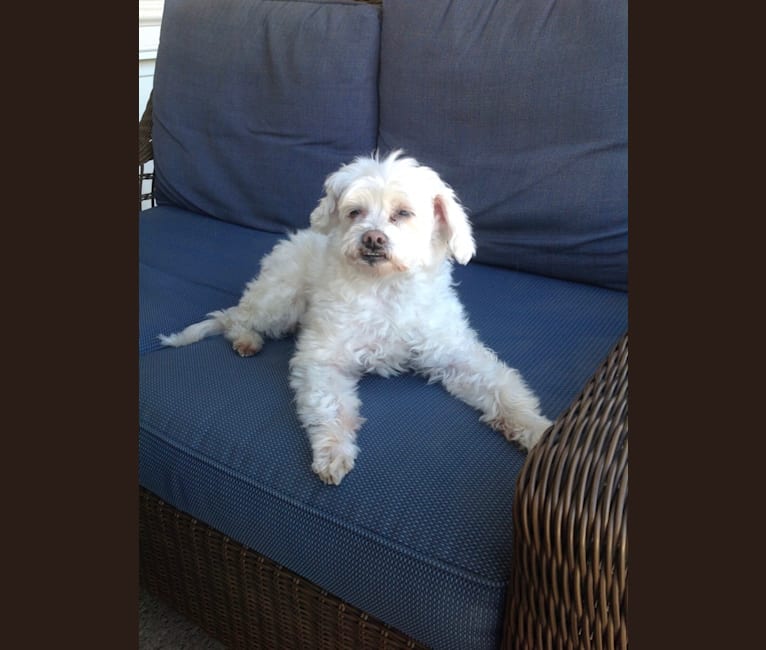 Photo of Q-Tip, a Poodle (Small), American Eskimo Dog, Maltese, and Mixed mix in Garden Grove, California, USA