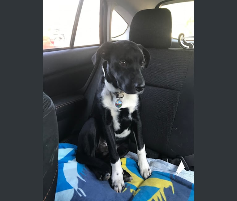 Ralph, an Australian Cattle Dog and American Pit Bull Terrier mix tested with EmbarkVet.com