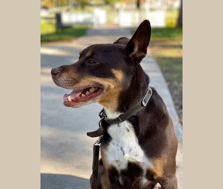 Cooper, an American Pit Bull Terrier and American Staffordshire Terrier mix tested with EmbarkVet.com