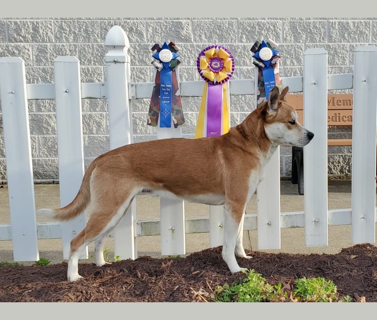 Joe, a Carolina Dog tested with EmbarkVet.com