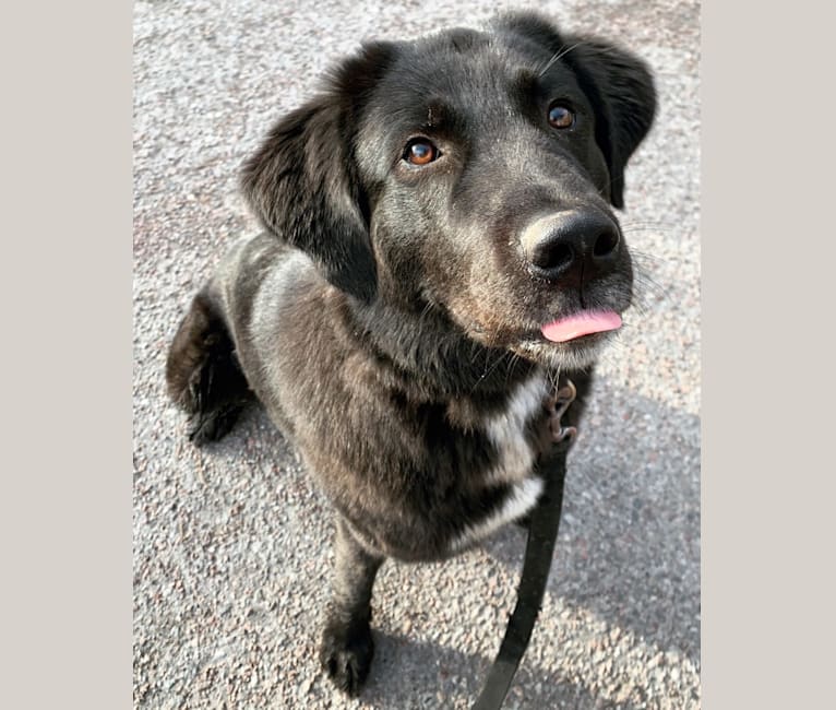 Sofia, a West Asian Village Dog tested with EmbarkVet.com