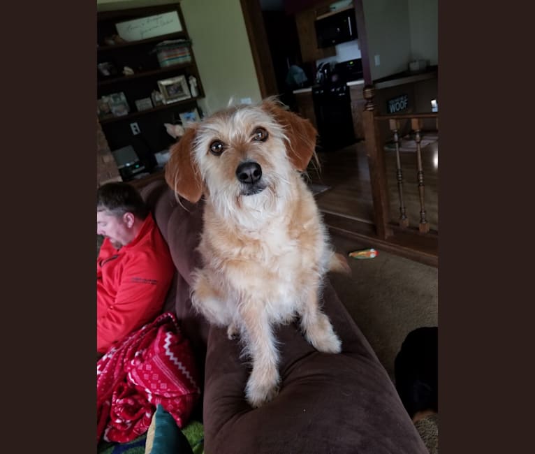Embark Dog DNA Test Breed
