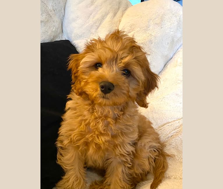 Koda, a Cavapoo tested with EmbarkVet.com