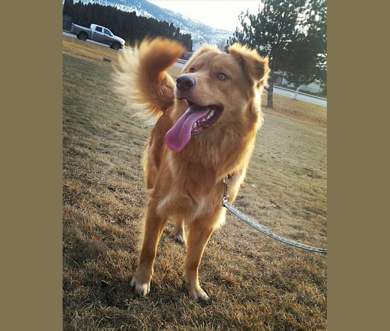 Timber, a Border Collie and Miniature/MAS-type Australian Shepherd mix tested with EmbarkVet.com