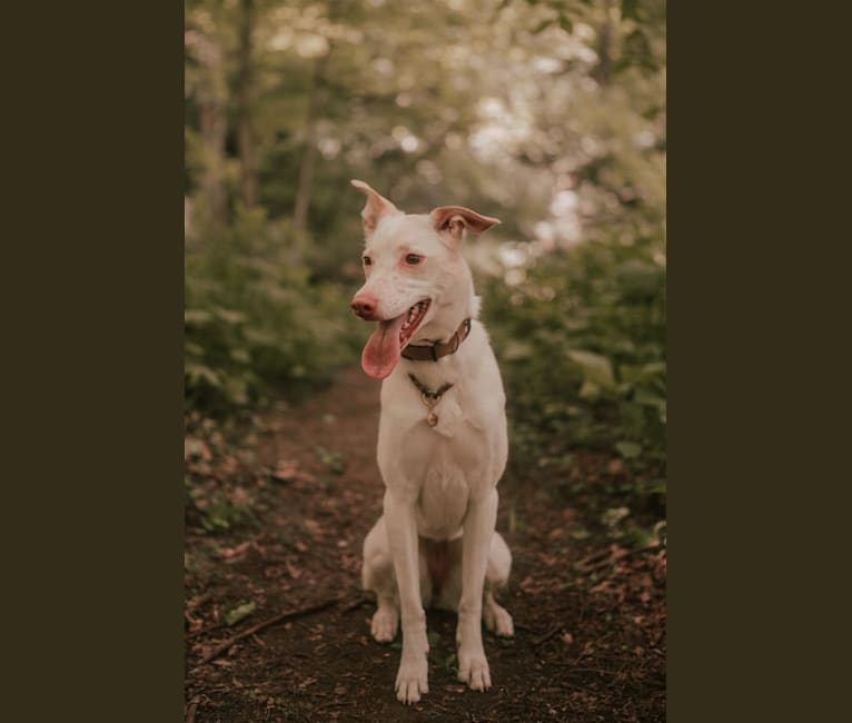 Aspen, an American Pit Bull Terrier and Siberian Husky mix tested with EmbarkVet.com